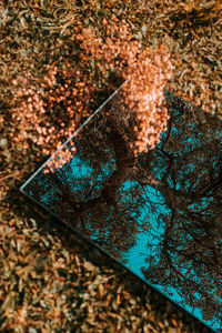 High angle view of plant on floor