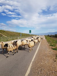 Flock of sheep on road