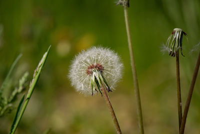 Close-up of dandelion on plant