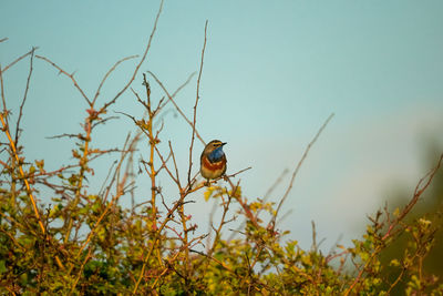 Low angle view of bird perching on branch