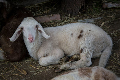 High angle view of sheep