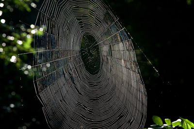 Close-up of spider on web