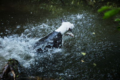 High angle view of splashing water in lake