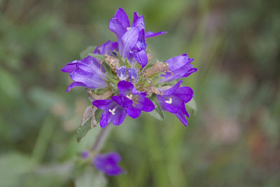 Close-up of purple flowering plant