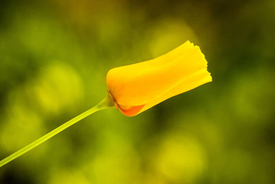 Close-up of yellow rose flower