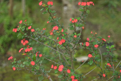 Euphorbia geraldi, one of about 2000 euphorbia species. this plant originates from the middle east.