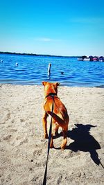 Dog on beach against clear blue sky