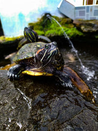 Close-up of turtle on rock