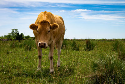 Beautiful beige cows of the blonde aquitaine breed of europe. beef animals eating in the field.