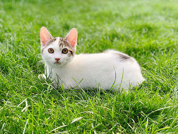 Close-up of cat on grassy field