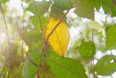 Close-up of yellow leaves against blurred background