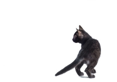 Black cat sitting on white background