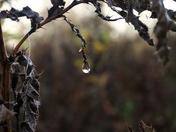 Close-up of wet plant during rainy season