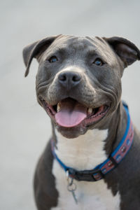 Close-up portrait of a dog