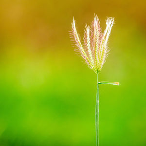 Close-up of stalks in field