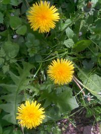 Close-up of sunflowers blooming outdoors