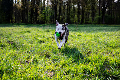 Dog running on grassy field