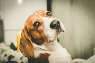 Close-up portrait of dog