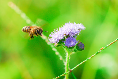 Close-up of bee by thistles blooming outdoors