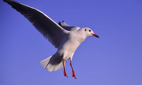 Low angle view of seagull flying