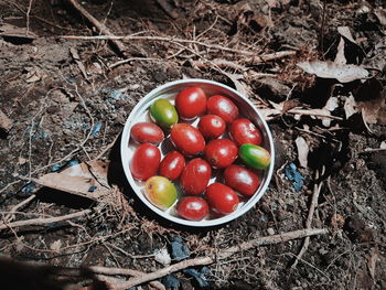 High angle view of fruits in container on field