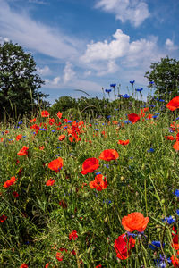 Red poppy flowers on field against sky