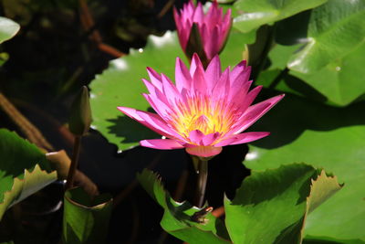 Close-up of lotus blooming