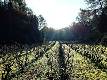 Scenic view of trees growing on field against sky