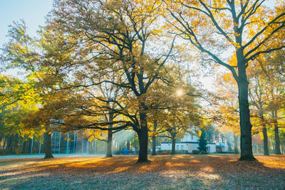 Trees in park during autumn