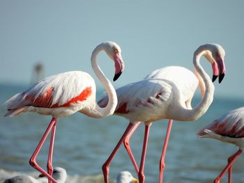 A flock of greater flamingo