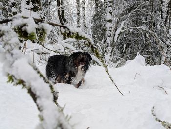 Dog in snow