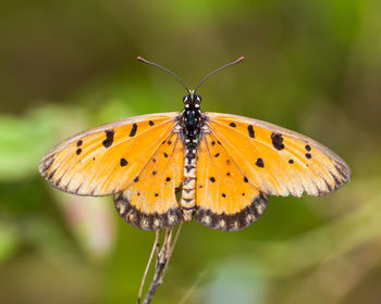 Butterfly pollinating flower