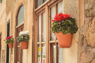 Potted plant by window of building