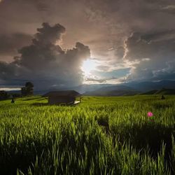 Scenic view of field against cloudy sky