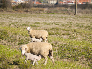 Sheep grazing on field