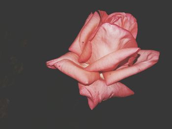 Close-up of red flower against black background