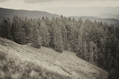 Scenic view of pine trees in forest against sky