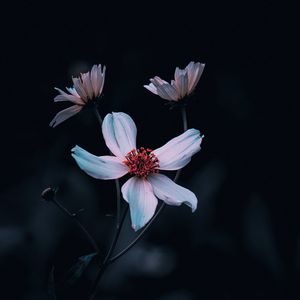 Close-up of white flower blooming outdoors