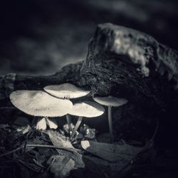 Close-up of fly agaric mushroom