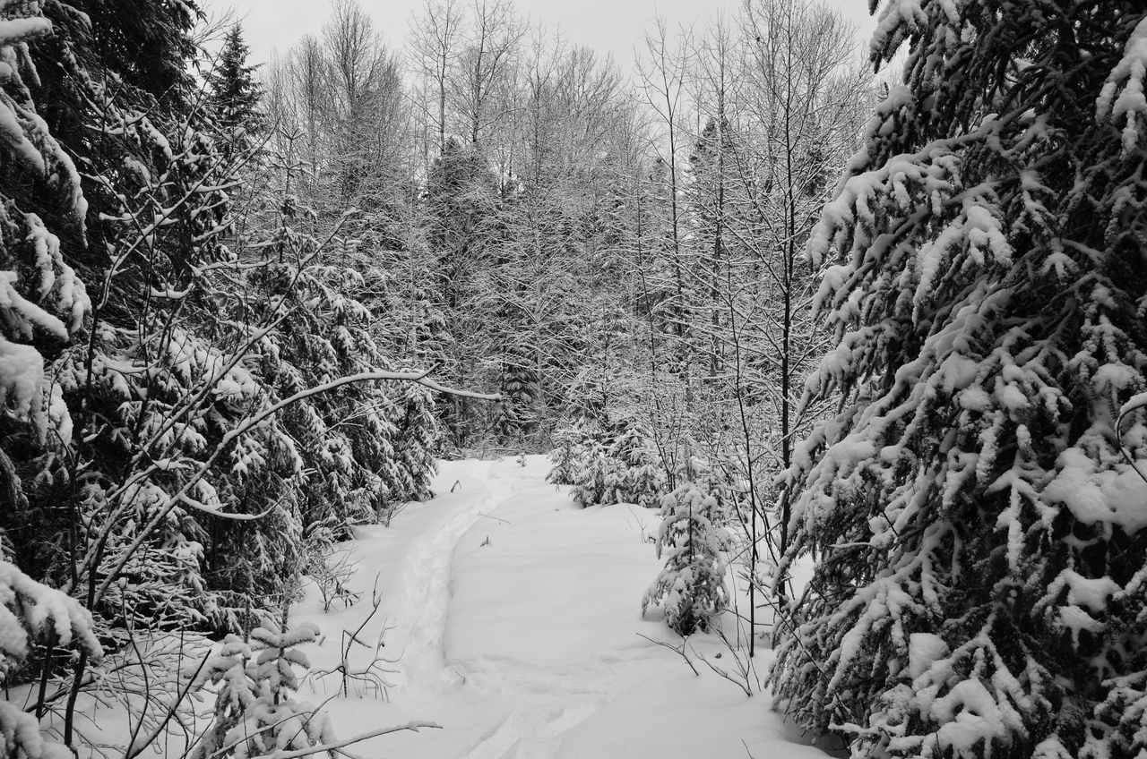 SCENIC VIEW OF SNOW COVERED LAND