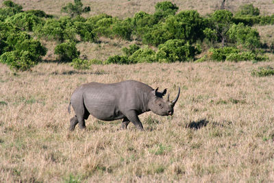 Side view of rhinoceros standing on field