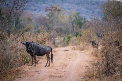 View of a horse on dirt road