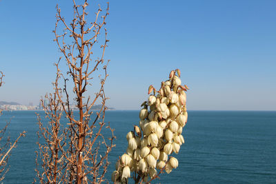 Close-up of sea against clear sky