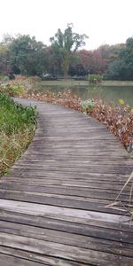 Boardwalk leading towards trees