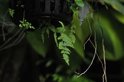 Close-up of ivy growing on tree