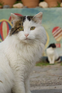 Close-up portrait of white cat