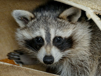 Close-up portrait of raccoon 