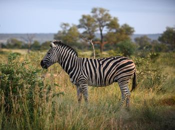 Zebra standing in a field