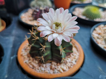 Close-up of potted plant on table