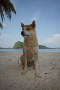 Dog on beach